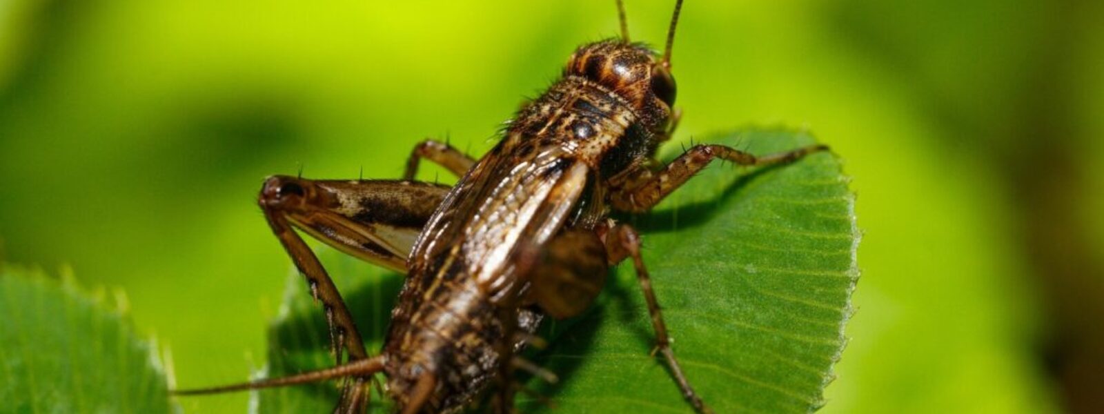 Black Caps Wellington — Live Sport