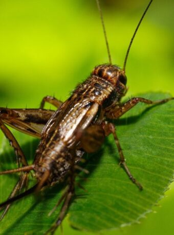 Black Caps Wellington — Live Sport