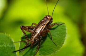 Black Caps Wellington — Live Sport