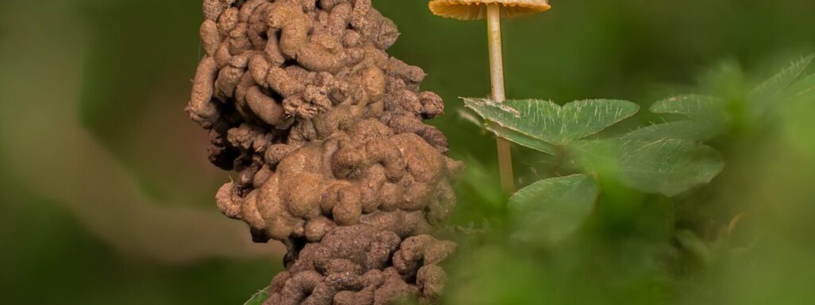 Zealandia night tours — Tours & Activities