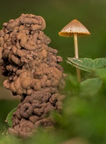 Zealandia night tours — Tours & Activities