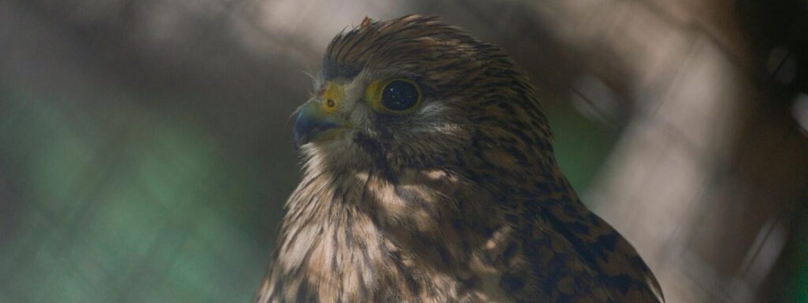 native species programme — Family & Kids