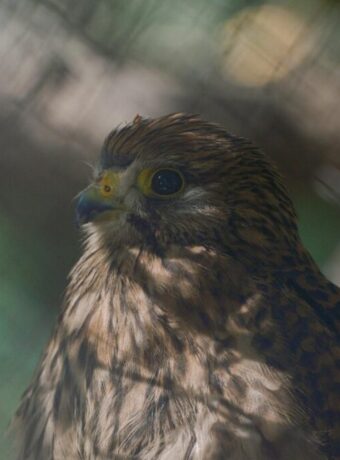 native species programme — Family & Kids
