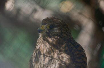 native species programme — Family & Kids
