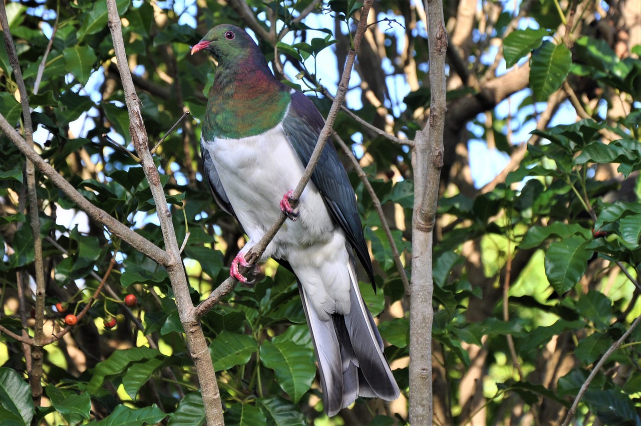 native species programme New Zealand
