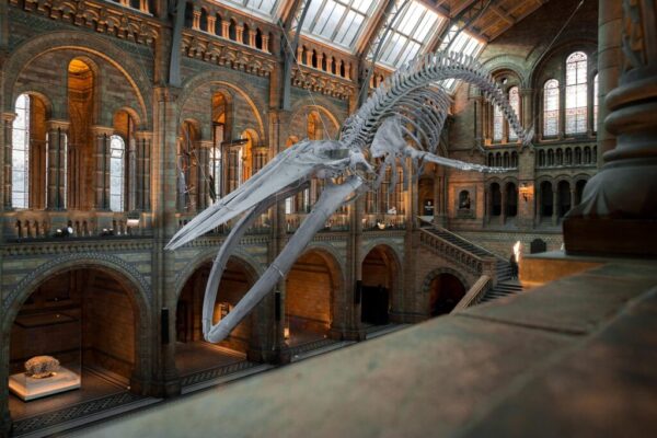 Wellington museum funding — Museum & Arts